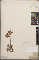 Foto von Salix cinerea L.